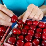 Bahçesini Kaydettirmeyen Çin’e Kiraz İhraç Edemeyecek