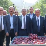 Başkan Hüdai Şahin ve Ekibi Elma Hasat Çalışmalarını Yerinde İnceledi