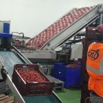 2024 Kiraz İhracat Sezonu Başlangıcı Ziyaret